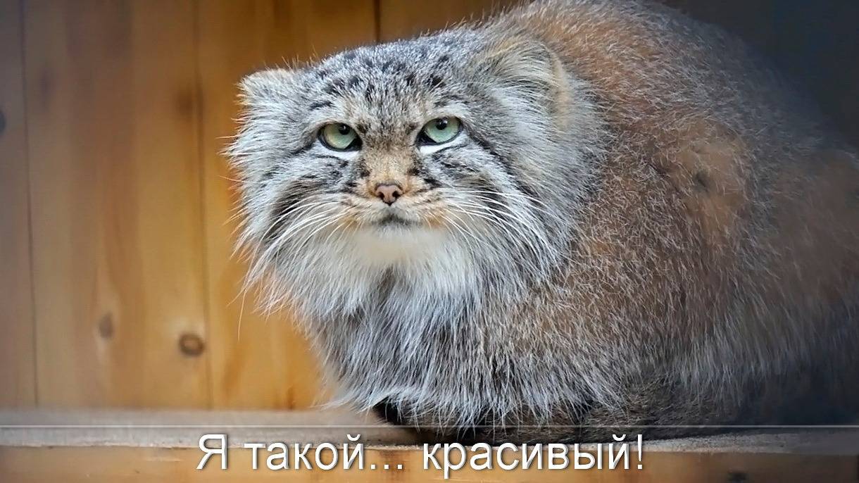 Котята мамы Евы и Лоло теперь живут в новых вольерах.