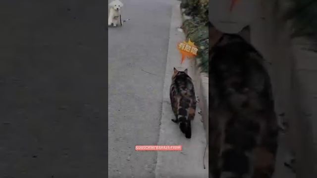 Мурки 😸 и Барбосы 🐶 = 😁