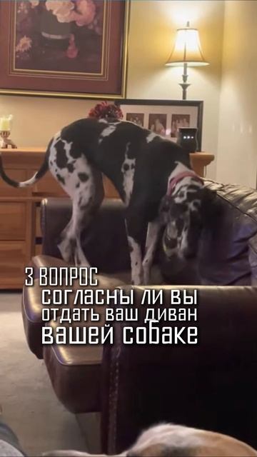 Вы не готовы завести собаку, и вот почему…