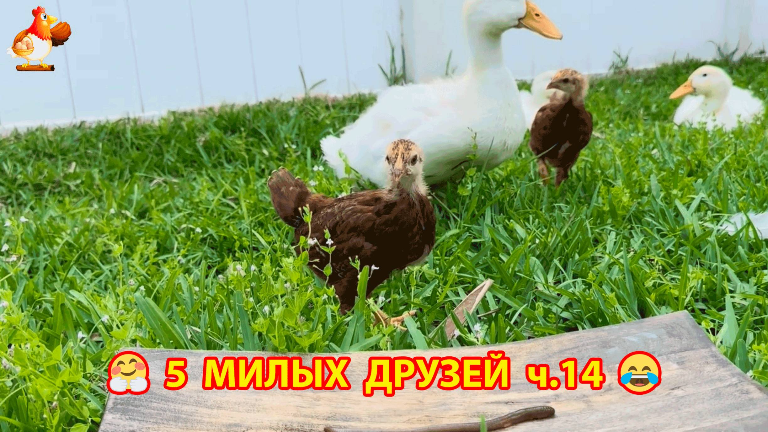 Три Утенка и два Цыпленка милые пушистики на солнышке гуляют ❣️🤗🥰 эпизод (14)