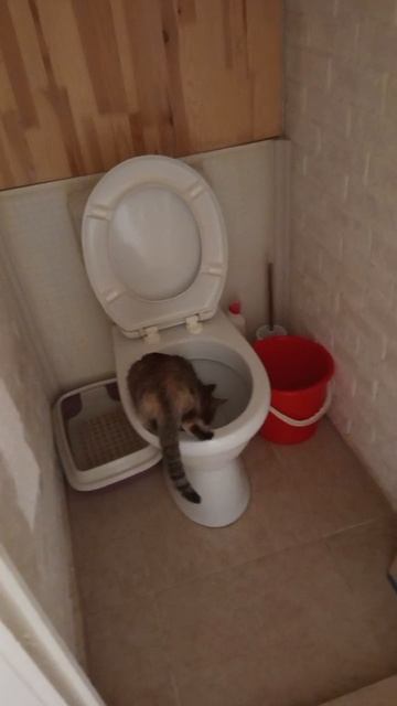 Кошка снова хочет пить из колодца