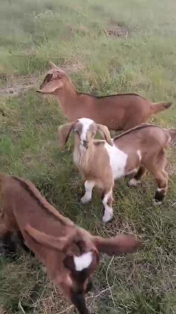 VID-20250505-WA0001.mp4