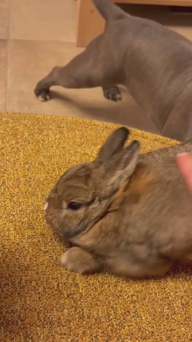 Американский булли и зайчик подружились 🐶💕 Смешные и забавные животные. Питомцы