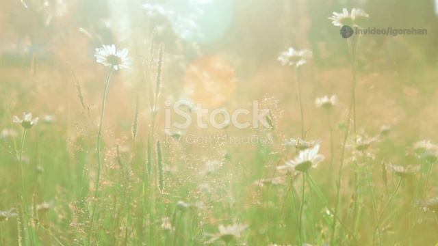 Удивительные факты о природе