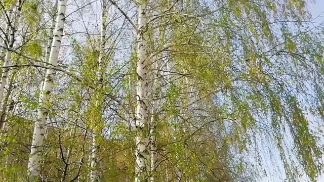 Про берёзы я рассказ напечатаю сейчас