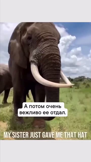 Милая шутка слона 🐘🤩❤️