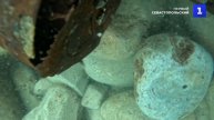 Морское дно исследует экспедиция «Тайны Черноморских конвоев»