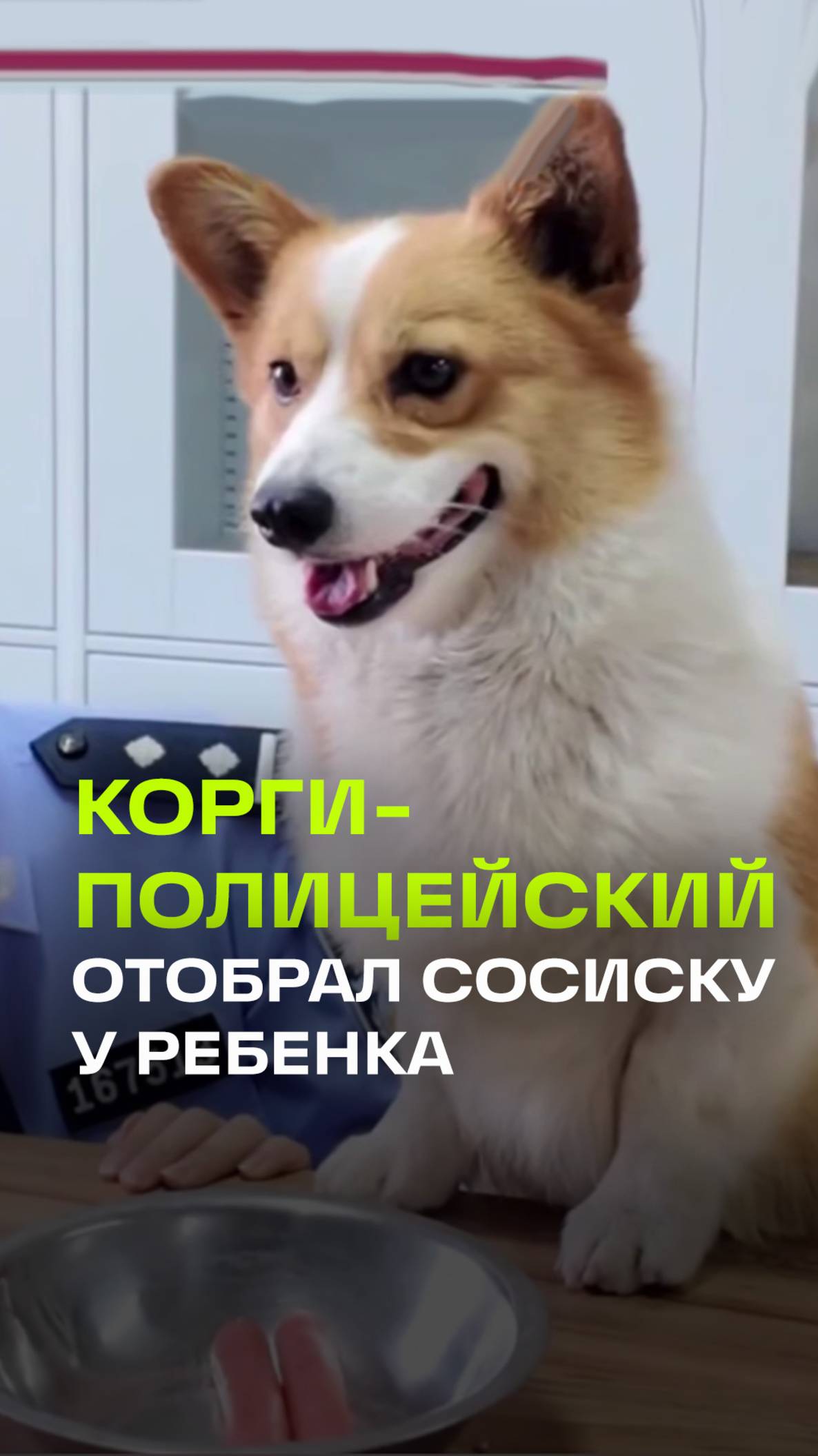 Корги-полицейский Фу Зай из Китая не поделил с ребенком сосиску