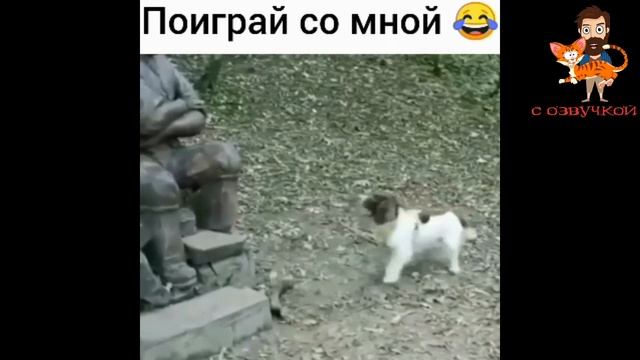Приколы с котами! Самые Смешные животные С ОЗВУЧКОЙ! ДО СЛЁЗ!