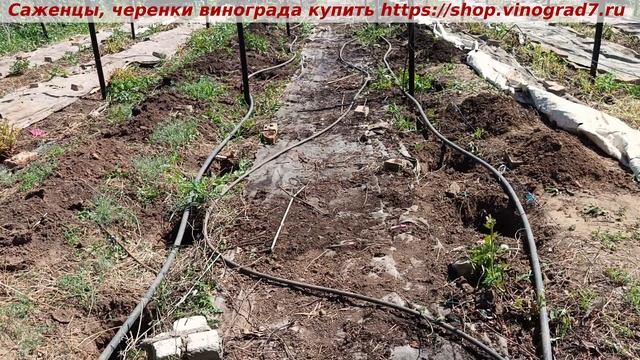 И вновь корчуем, сажаем виноград! Вот однозначно - новое будет лучше и вкуснее и крупнее....