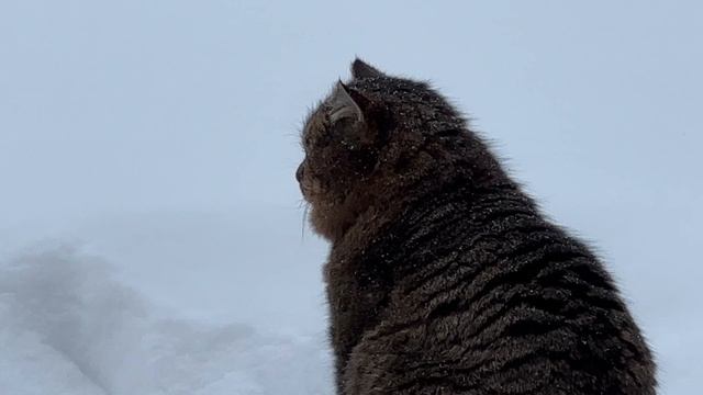 Барсик выздоравливай!