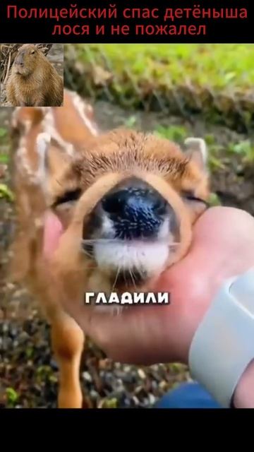 Полицейский спас детёныша лося и не пожалел