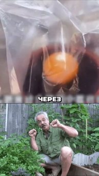 Что будет если соединить яблоко с апельсином и закопать в землю