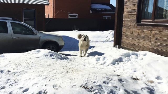 Хранитель Очага Агаша Отважное Сердце