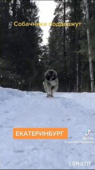 Кто любит собак!!!!!!