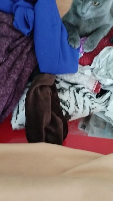 VID_20240805_175238.mp4