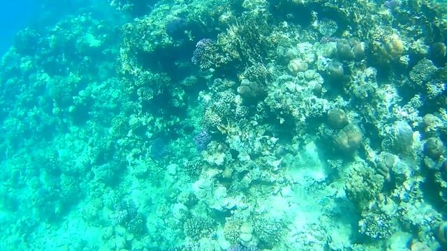 Снорклинг в Красном море апрель 2025