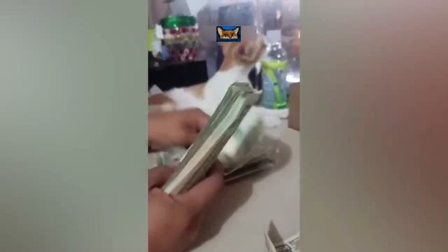 Приколы с котами с озвучкой! САМЫЕ СМЕШНЫЕ ЖИВОТНЫЕ! ДО СЛЁЗ!