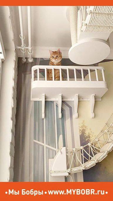 Любуемся котиками на своих котодромах