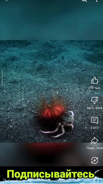 Зачем краб катает ежа? 🦀