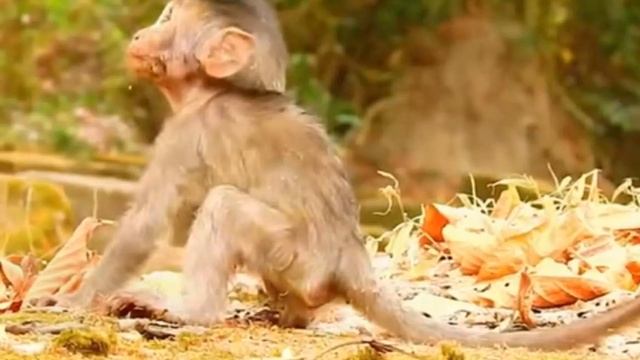 BABY MONKEY часто становится жертвой... 1000003591.mp4