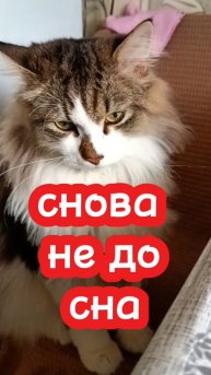 снова не до сна.