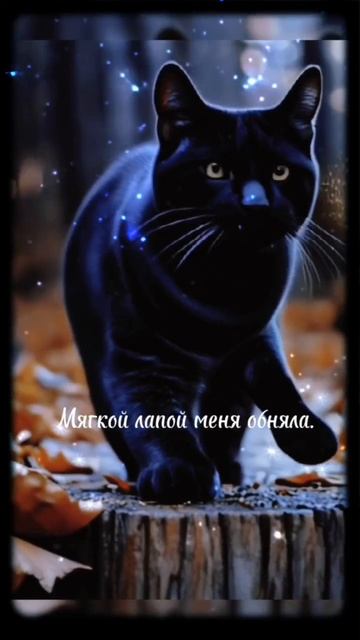 Кошка-ночь