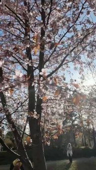 Время цветения сакуры в Петербурге🌸