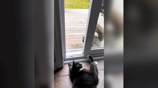 Наш TG https://t.me/liveofcats