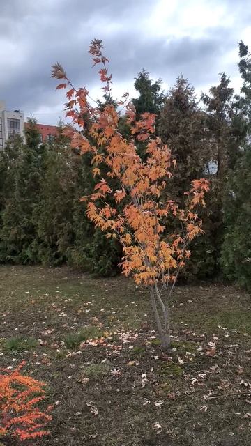Осеннее деревце