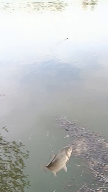 Карась на поплавок