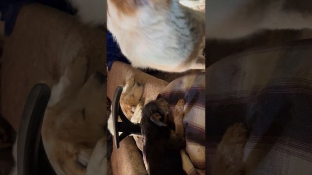 Гусина внучка Буся и галинуха😊