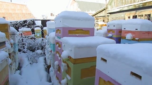 январь на пасеке - как медовая рамка сверху клуба пчел,  может спровоцировать их гибель