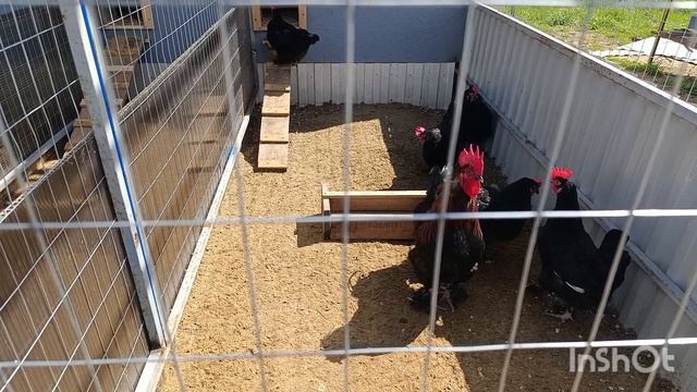 05-05-2025. Цыплята не хотят гулять.🤔🐤