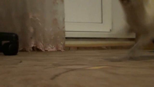 Ася. Новый корм и лакомства. февраль.