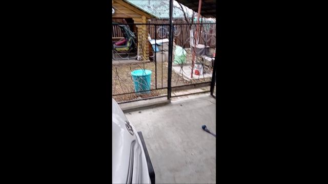 Собака. Кот. Том и Кос