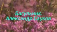 Багульник (Премьера клипа 2025 г.)