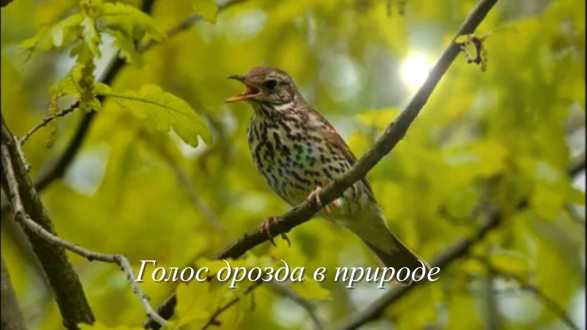 Звук