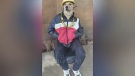 Самое смешное с животными