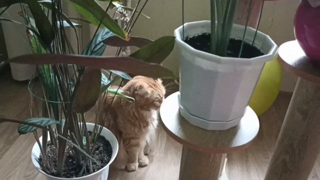 Ну что шарик, нападать больше не будешь? Я могу быть спокоен мяу?