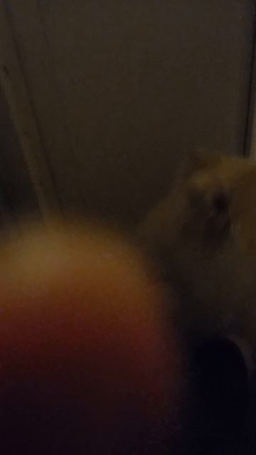 1000106625.mp4