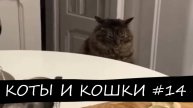 КОТЫ И КОШКИ #14