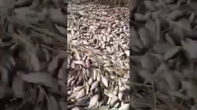 VID-20250504-WA0000.mp4