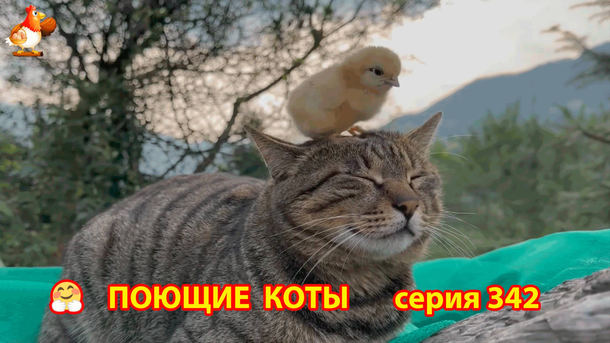 Крутые коты у птичьего двора серия (342)  🐈🐈😹❣️ Природа Абхазии и красивое подворье