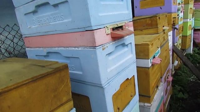 улей который я не осматриваю , 5 - я зимовка прошла успешно, уже трутня вывели, 4.05.2025