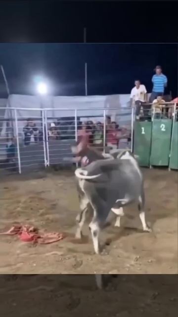 Вот это я понимаю развлечения