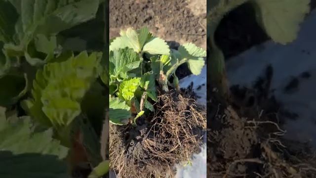 саженцы клубники 🍓 ОКС