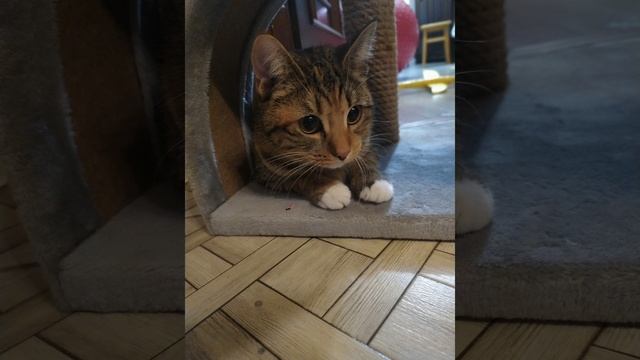 кошка "имба"