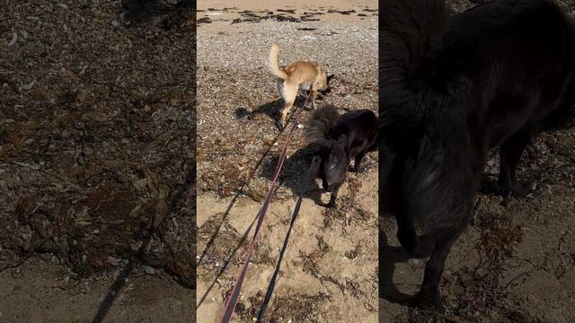 Бухта Лазурная (Шамора). 05.05.2025.