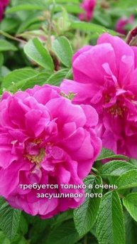 Этой розе не страшны мороз, засуха 🌹
